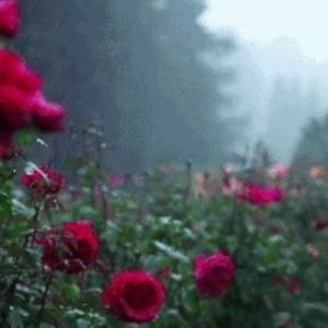 Meet your Posher, Rosy